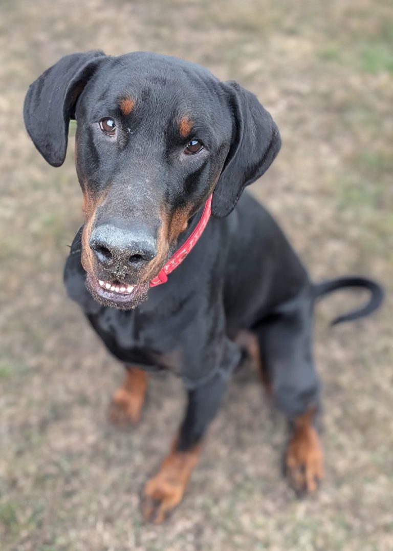 Meet Derek Dobermann Rescue Uk And Europe