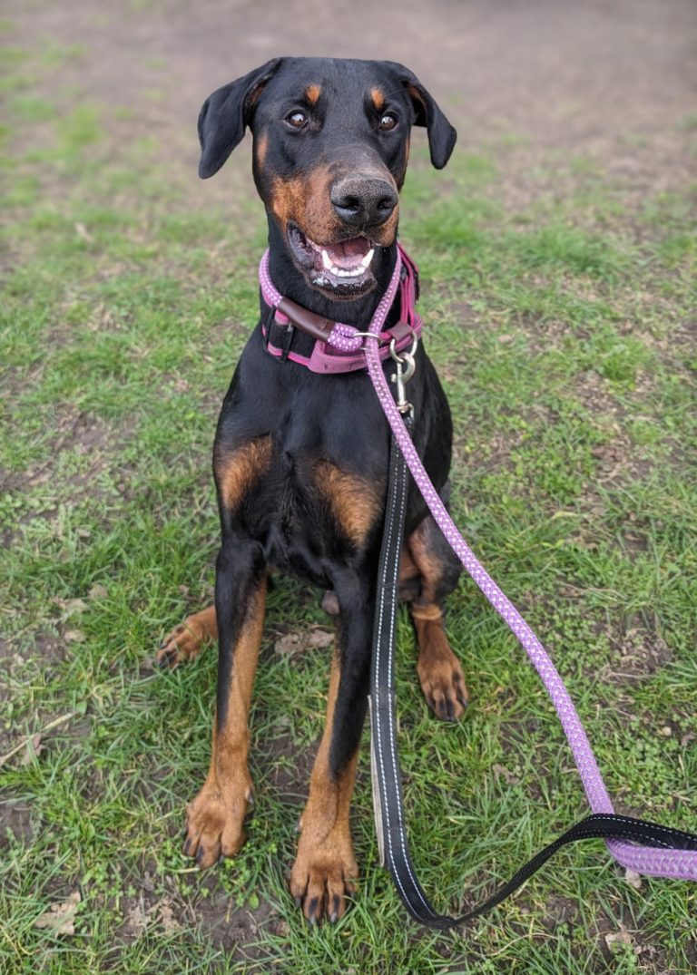 kobe-dobermann-rescue-uk-and-europe