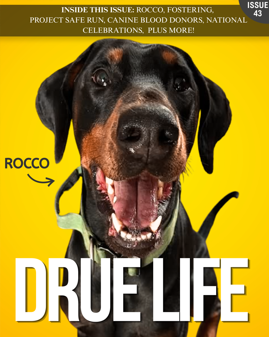 DRUE Life newsletter — August 2026